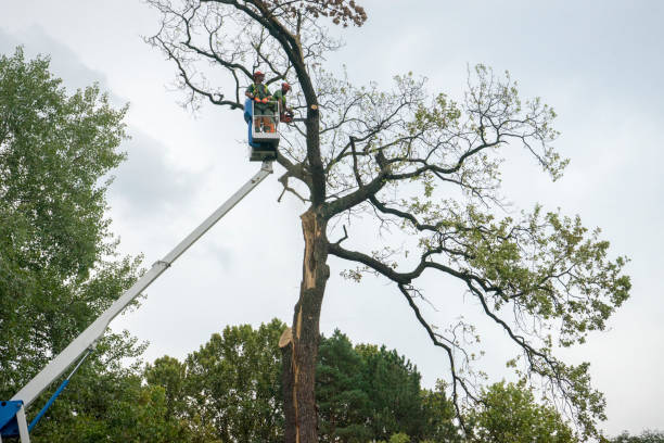 Tree and Shrub Care in Richmond Heights, FL