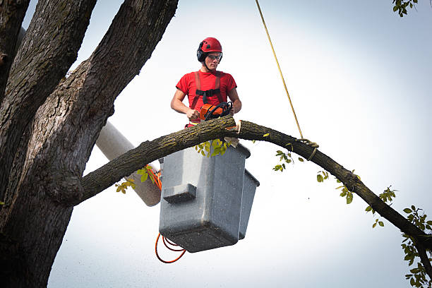 Best Fruit Tree Pruning  in Richmond Heights, FL